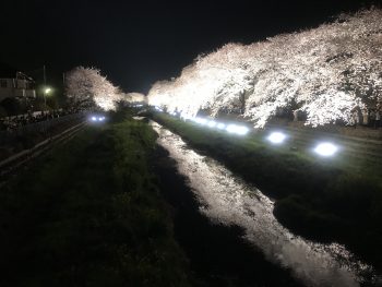 野川桜ライトアップ