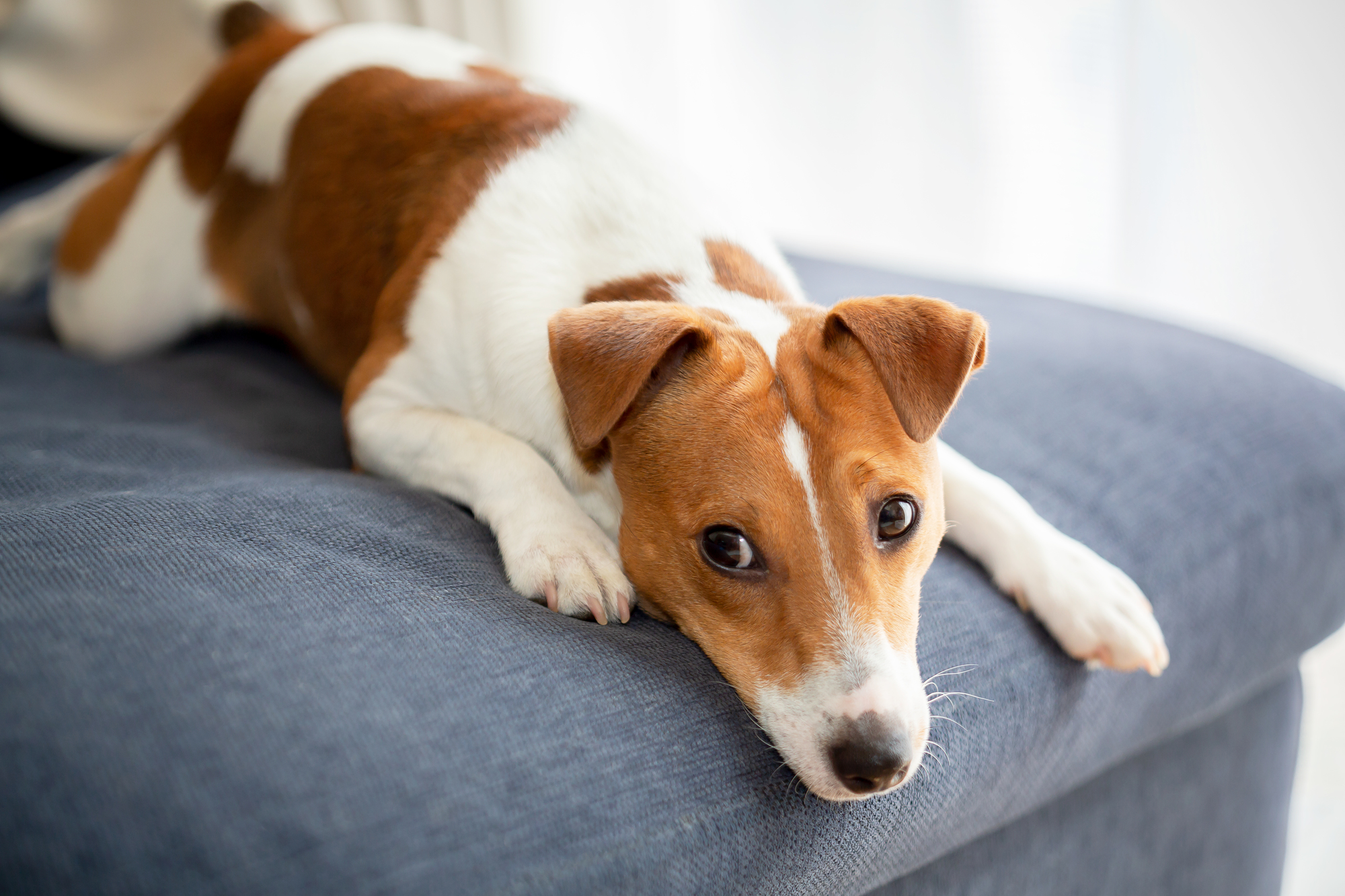 犬特有の困りごとの対策